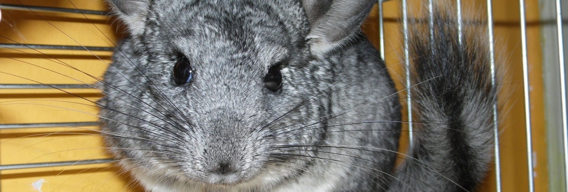 SZYLEX chov činčily krmí krmné klece činčily v Polsku 01
